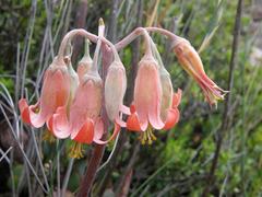 Cotyledon orbiculata orbiculata