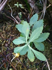 Senecio glaucophyllus