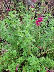 Salvia lemmonii