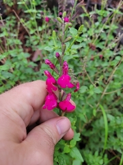 Salvia lemmonii
