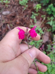 Salvia lemmonii