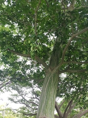 Pseudobombax septenatum