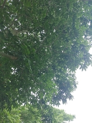 Pseudobombax septenatum