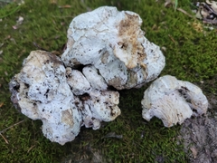 Hypocreaceae