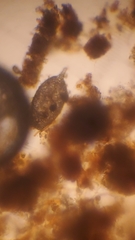 Cylindrifflugia acuminata