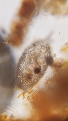 Cylindrifflugia acuminata