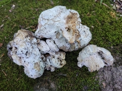 Hypocreaceae