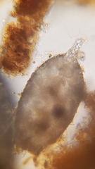 Cylindrifflugia acuminata