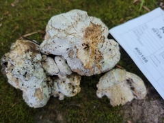 Hypocreaceae