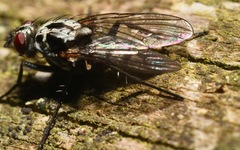 Eustalomyia festiva