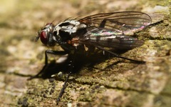 Eustalomyia festiva