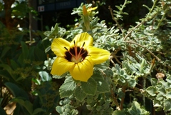 Turnera oculata oculata