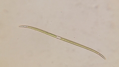 Closterium aciculare