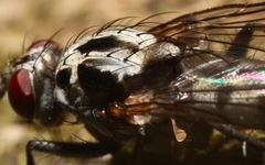 Eustalomyia festiva