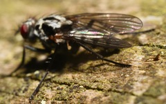 Eustalomyia festiva