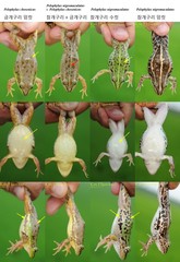 Pelophylax nigromaculatus × Pelophylax chosenicus