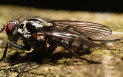 Eustalomyia festiva