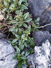 Brachyglottis laxifolia