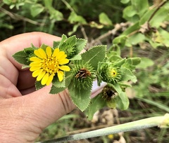 Grindelia adenodonta