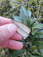 Brachyglottis laxifolia
