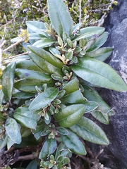 Brachyglottis laxifolia