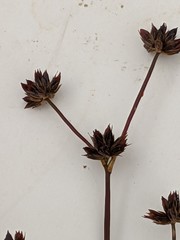 Juncus articulatus