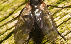 Paykullia maculata