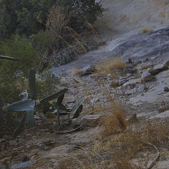 Cotyledon orbiculata oblonga