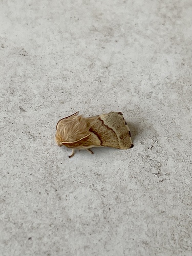 Southwestern Tent Caterpillar Moth photo 5