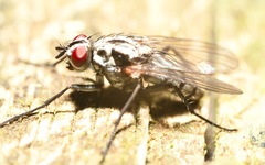 Eustalomyia festiva