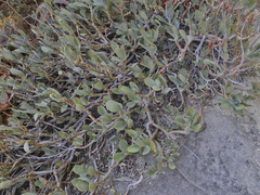 Cotyledon orbiculata oblonga