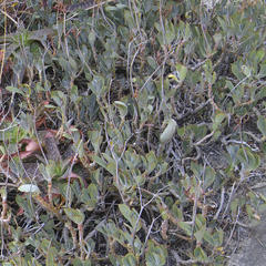 Cotyledon orbiculata oblonga