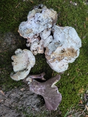 Hypocreaceae