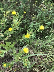 Grindelia adenodonta