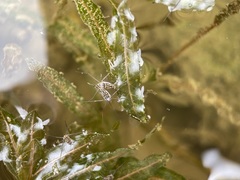Trepobates inermis