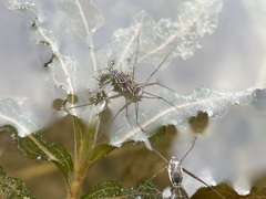 Trepobates inermis