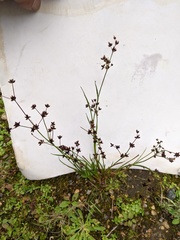 Juncus articulatus