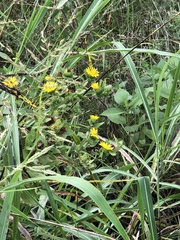Grindelia adenodonta