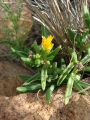 Delosperma leendertziae