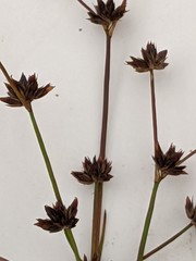 Juncus articulatus