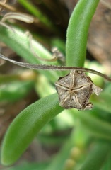 Delosperma leendertziae