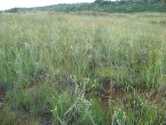 Delosperma leendertziae
