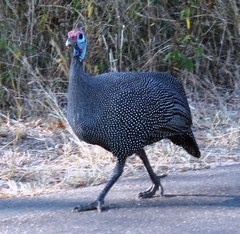 Numida meleagris mitratus