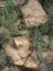 Delosperma leendertziae