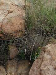 Delosperma leendertziae