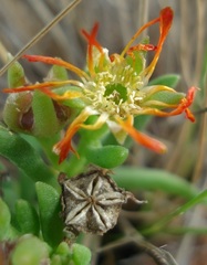Delosperma leendertziae