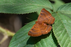 Emesis mandana