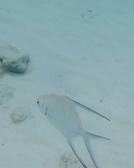 Trachinotus goodei