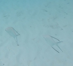 Trachinotus goodei
