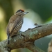 Carpinterito Barrado - Photo (c) Luciano Bernardes, algunos derechos reservados (CC BY-NC), subido por Luciano Bernardes